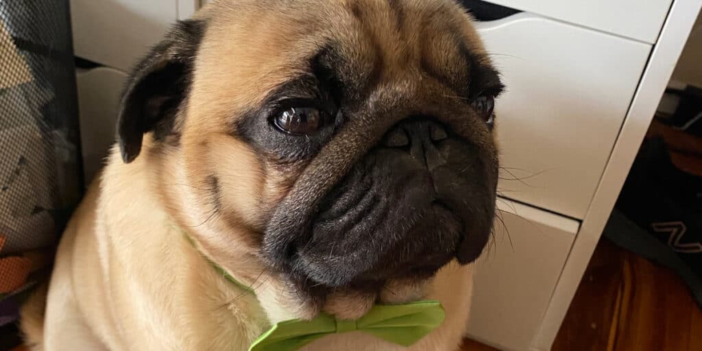 Pug with bowtie on