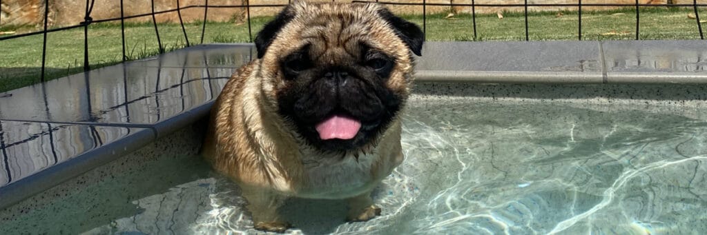 pug sitting in a pool