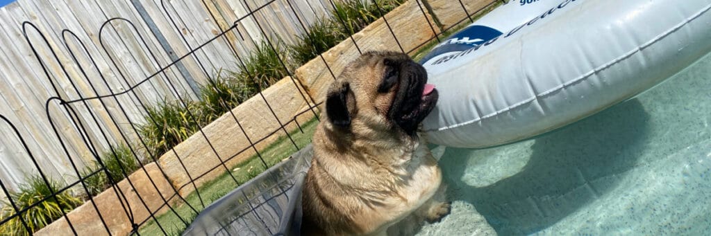 pug sitting in a pool with a pool toy