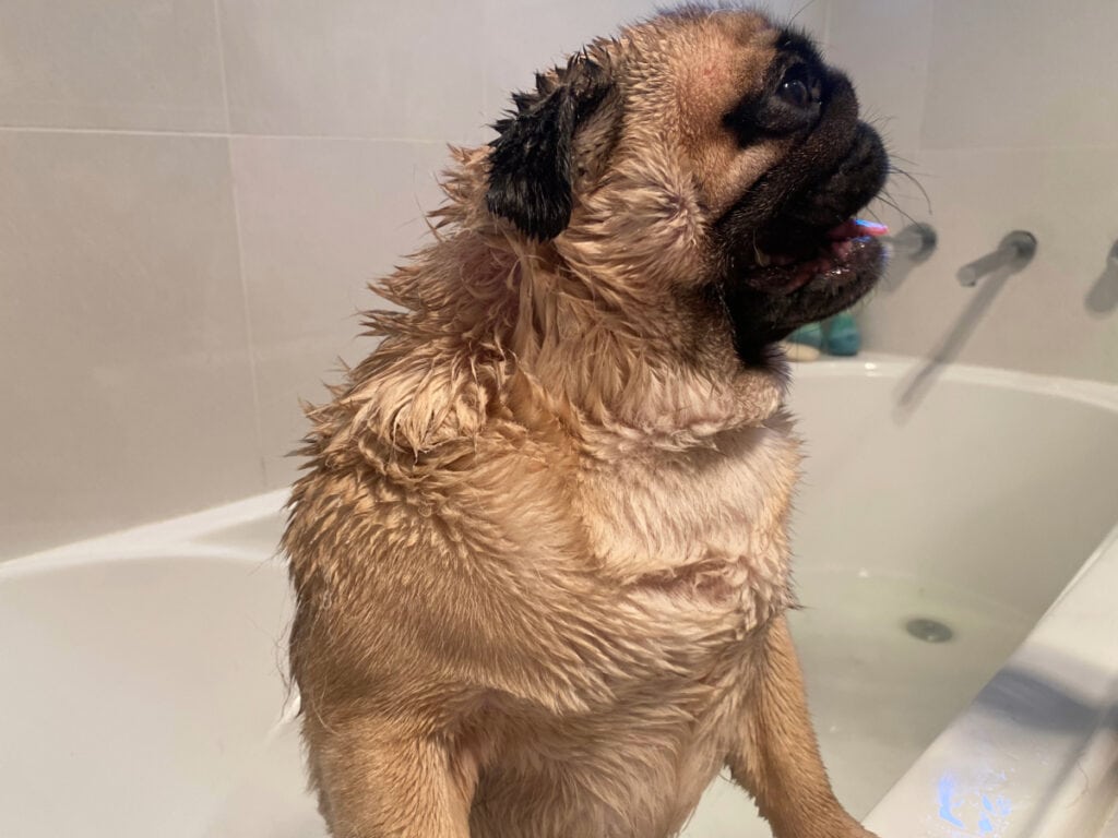 Pug dog standing in the bath after getting washed