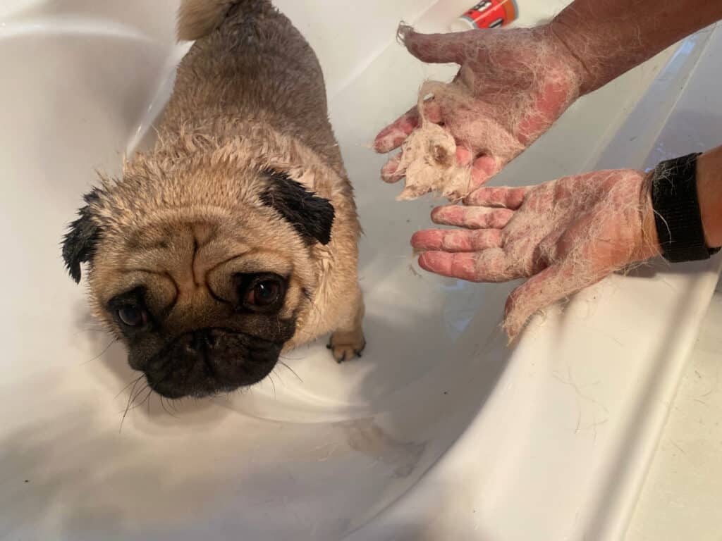 Pug dog getting washed in a bath person with lots of pug hair on hands