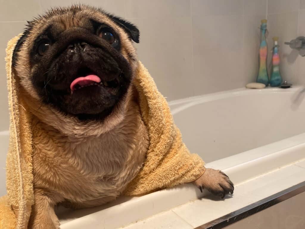 Pug in bath after getting washed with towel on its head