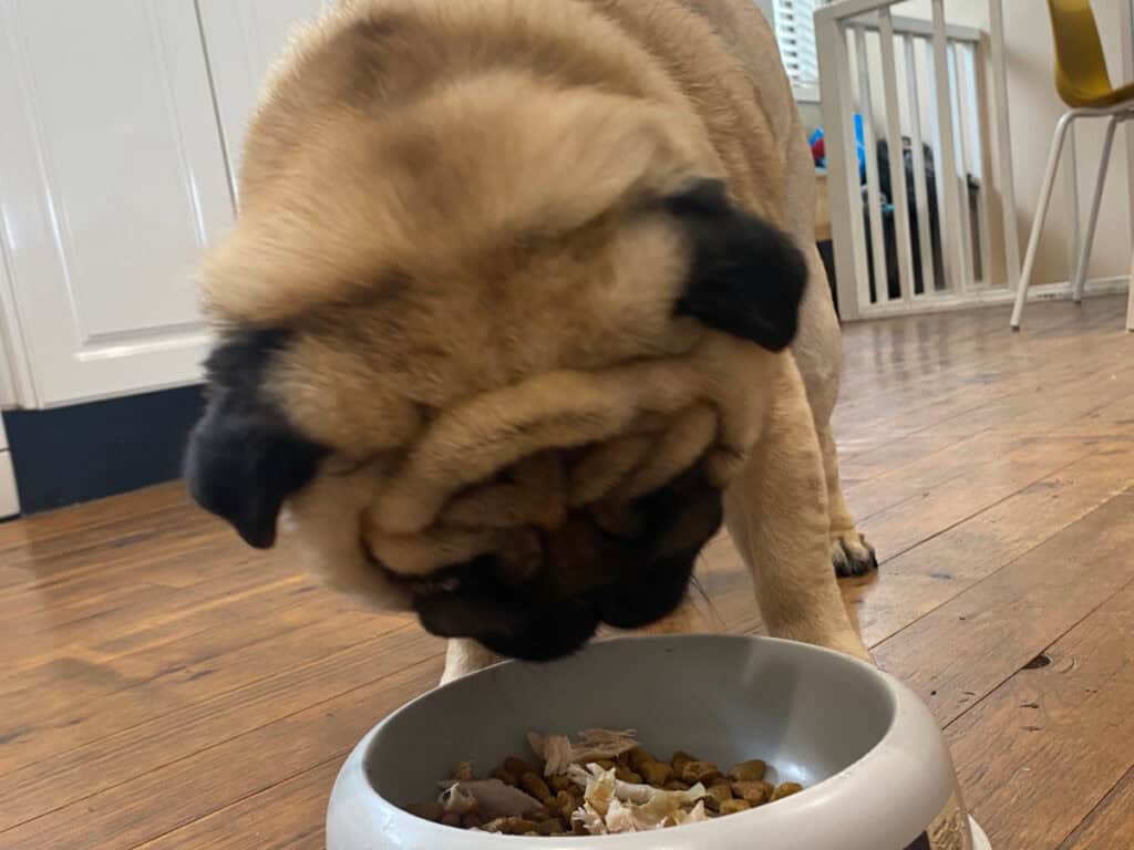 Pug eating out of dog bowl